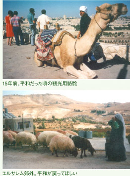 15年前、平和だった頃の観光用駱駝/エルサレム郊外。平和が戻ってほしい